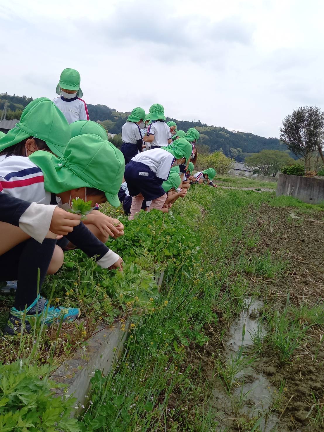 よもぎの葉を摘みに行きました 年長 認定こども園大成学園かさまこども園