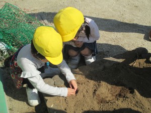 チューリップ３