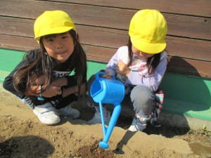 チューリップ５