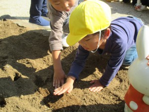 チューリップ４